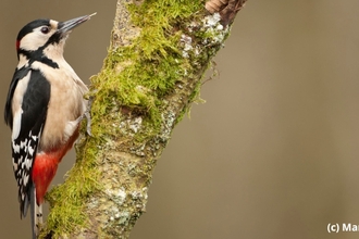Great spotted woodpecker on branch