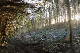 Light shining through the trees at Goblin Combe