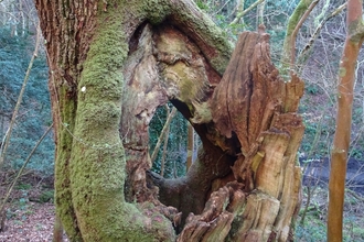 Oak tree at Goblin Combe