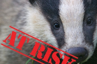 A badger with 'At Risk' written next to it