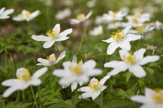 wood anemones growing on the woodland floor