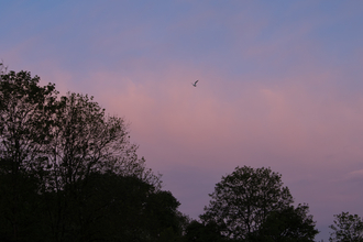 The morning sky and the tops of the trees