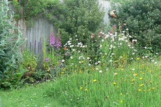 a patch of meadow in a garden