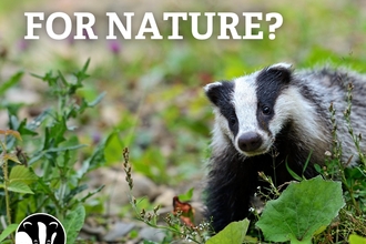 Badger in woodland with text reading 'So, What's next for nature?' 