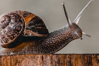 snail on wood