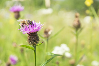 Bee on knappweed