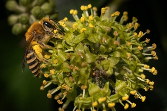 Alice Park Ivy Bee