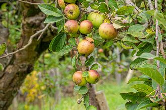 Thornbury Orchard Apple Tree
