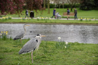 Heron in park with water and green grass