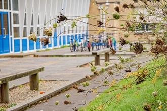 School St Michael's seed heads