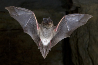 Barbastella bat
