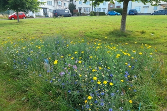 Community green with wildflowers