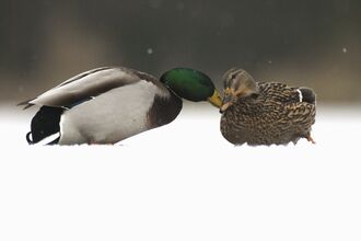 Mallard adult female shares a tender moment with a male on a frozen lake