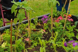 People gardening in a raised bed