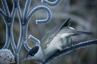 Black cap in frost