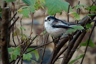 Long Tailed Tit