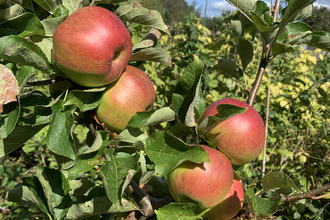Image of Wagner variety of apples on tree