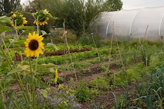 Sunflowers growing in a veg bed
