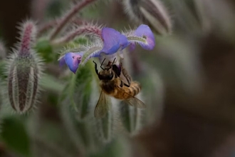 A pollinator on Borage