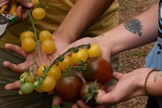 Gardeners holding tomatoes