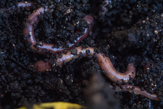 Two earth worms in soil