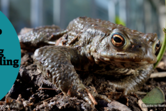 Intro to wildlife monitoring tweas webinar
