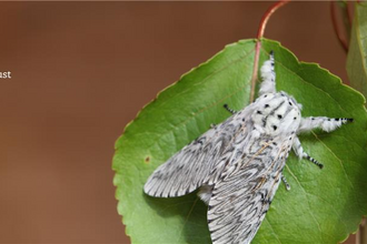 pus moth