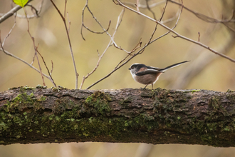 long tailed tit on branch looking left