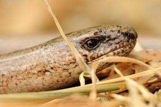 A close up on a slow worm
