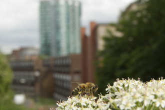 A bee on a flower in front of a block of flats