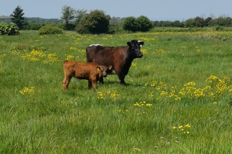 A Gloucester cattle and its calf at Ebdon Farm