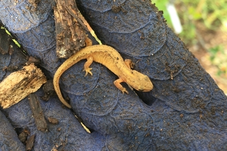 newt