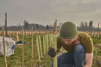 A volunteer planting trees