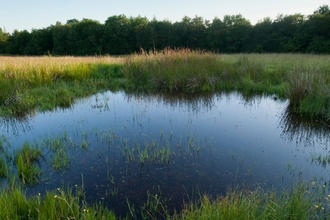 A pond in an agricultural field