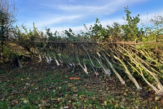 Hedgelaying Midland style