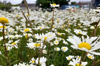 Oxeye daisies in community green