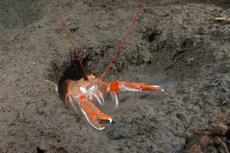 Scampi poking out of mud in sea