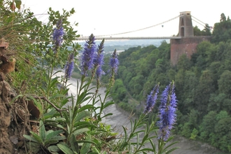 Avon Gorge with wildflowers in the foreground