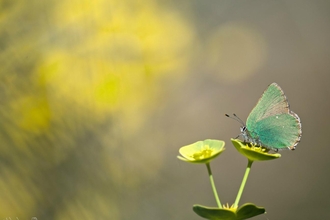 A butterfly sat on a plant