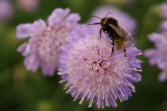 Bee on purple wild flower