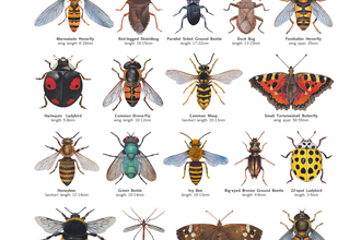Beautiful images of insects found in autumn on a white background