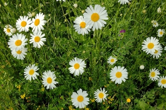 Meadow1