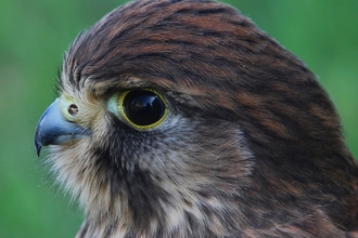 Kestrel