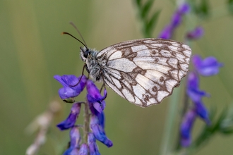 marbled white butterfly