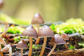 A group of mushrooms on a mossy log, with the Avon Wildlife Trust badger logo in the corner and the words 'Fungi Walk in Stoke Park' below.