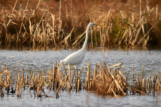Great white egret