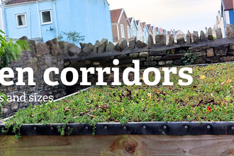 A green roof with foliage growing on, small in size, has a wall behind it, backing onto an urban street with colourful houses