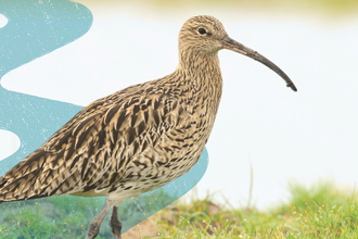 Curlew