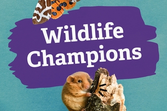 The words Wildlife Champions on a paint stroke surrounded by a moth and doormouse