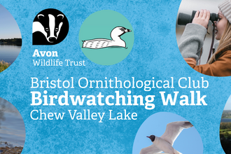 A selection of photos of waterbirds, alongside the Avon Wildlife Trust and Bristol Ornithological Club logos. Text reads Bristol Ornithological Club Birdwatching Walk Chew Valley Lake.